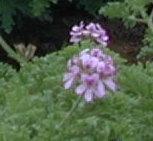 GERANIUM BOURBON (pelargonium asperum) BIO EQU, géraniacées - en 5ml, 10ml, 15ml